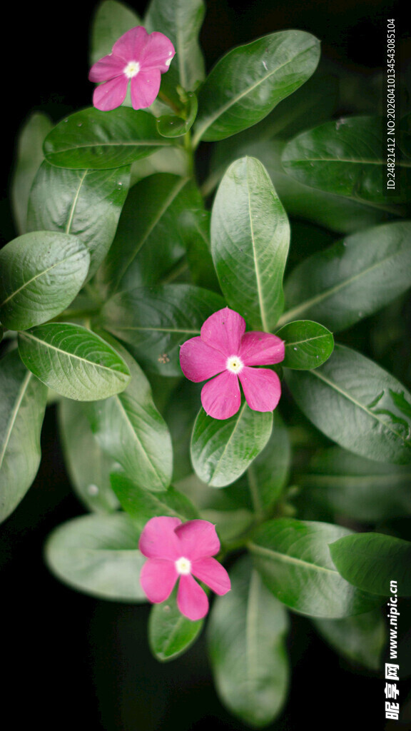 娇艳粉色长春花