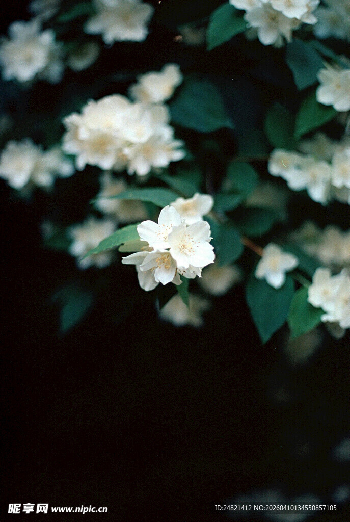 洁白茉莉花绽放绿叶间