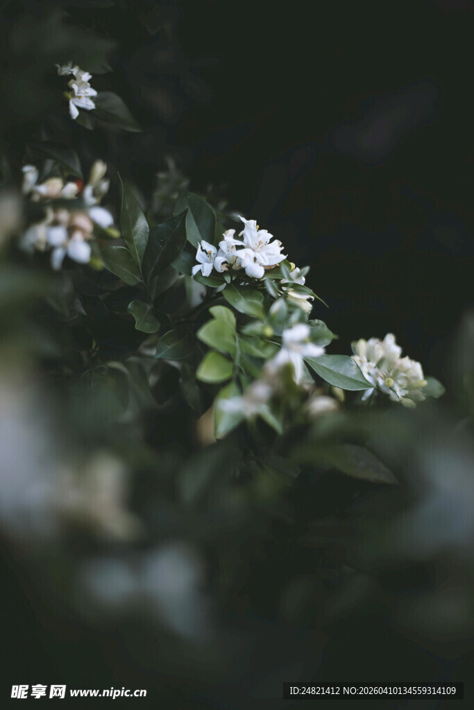 白色小花的自然清新景象