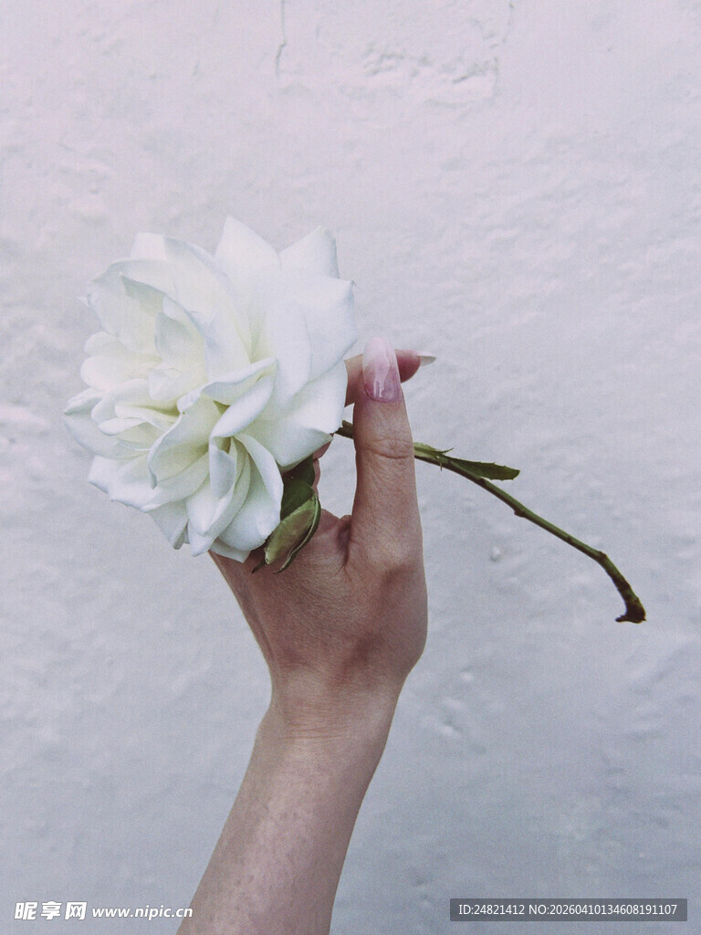 手捧白花的优雅瞬间