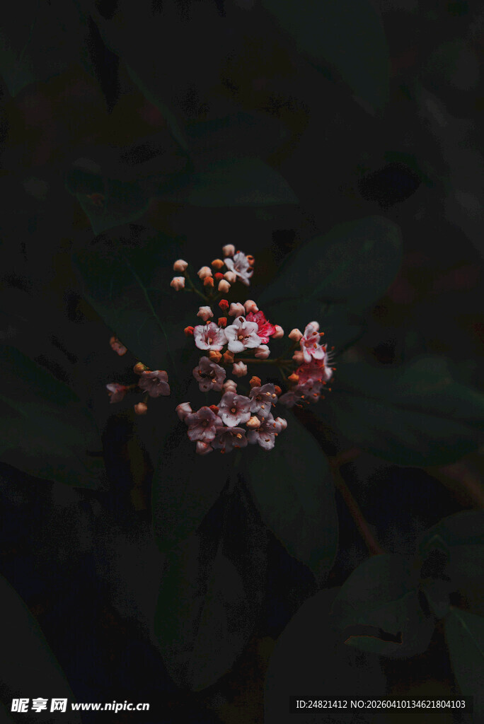 暗夜中的绚烂花朵