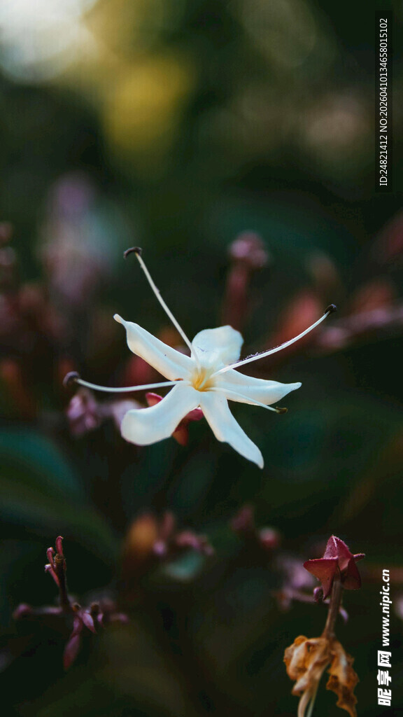 白色兰花绽放于花丛间