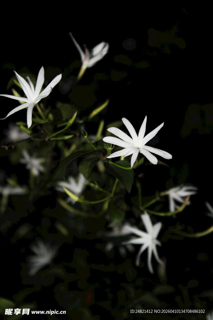 夜间绽放的白色星形小花