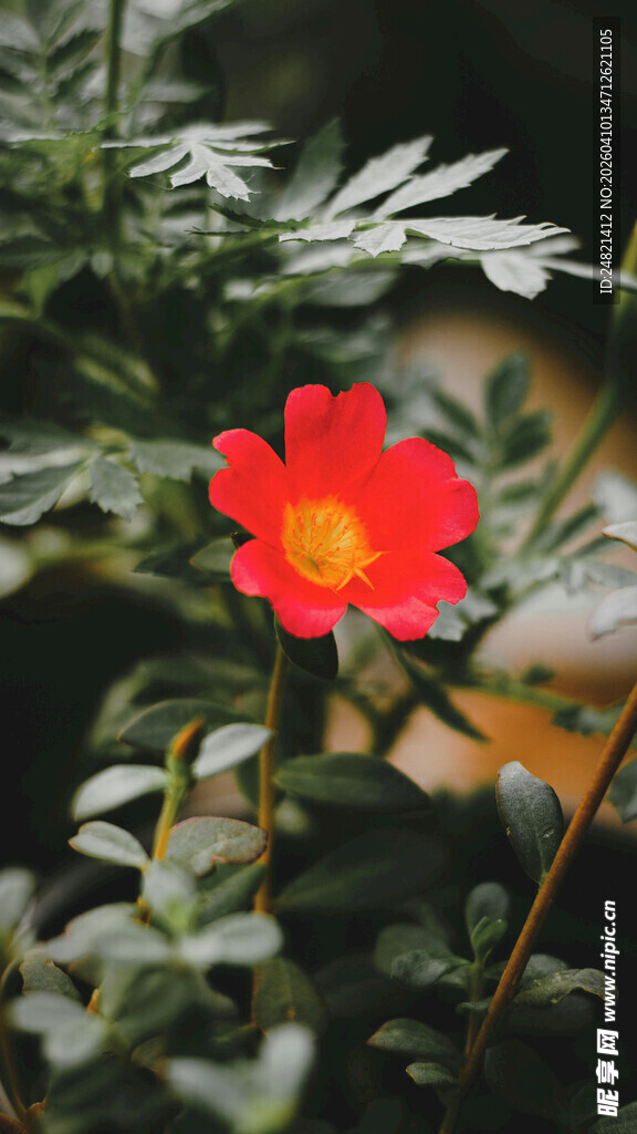 娇艳红花绽放绿叶间