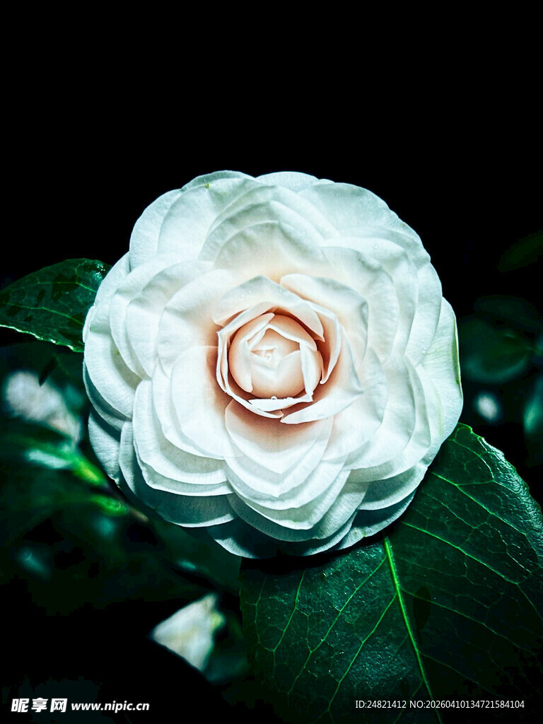 白色山茶花特写