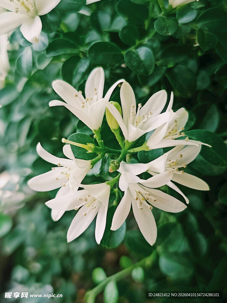 白色花朵绽放于绿叶间