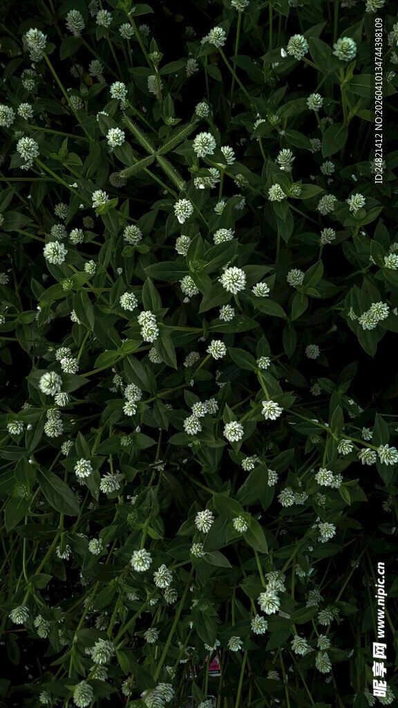 白色小花簇拥的绿植景观