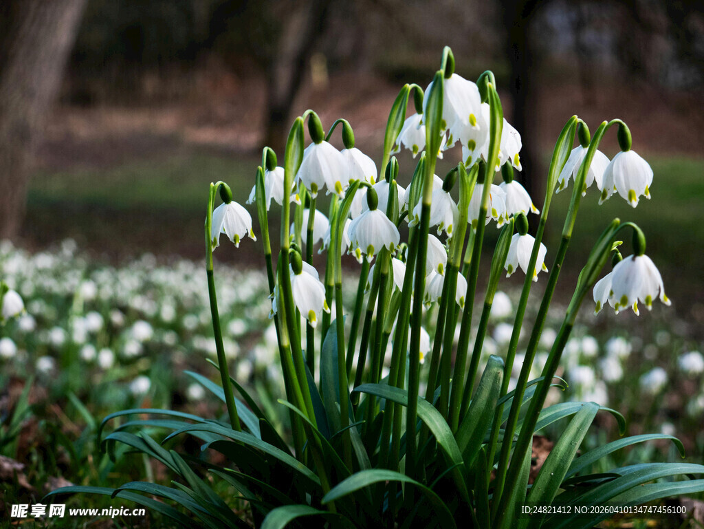 雪片莲绽放的美丽景致
