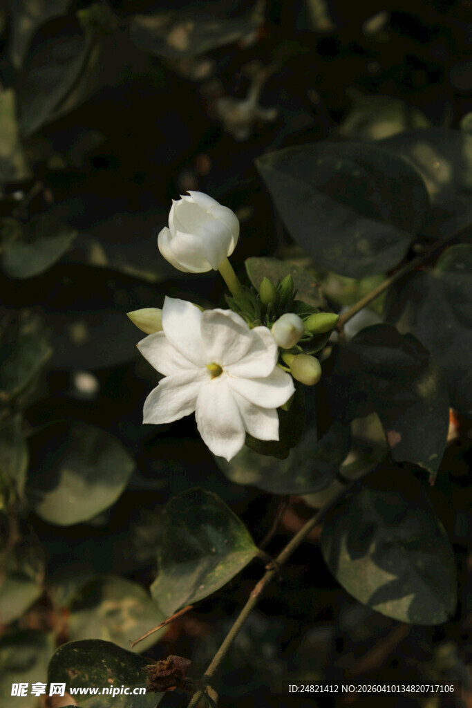 洁白茉莉花绽放绿叶间