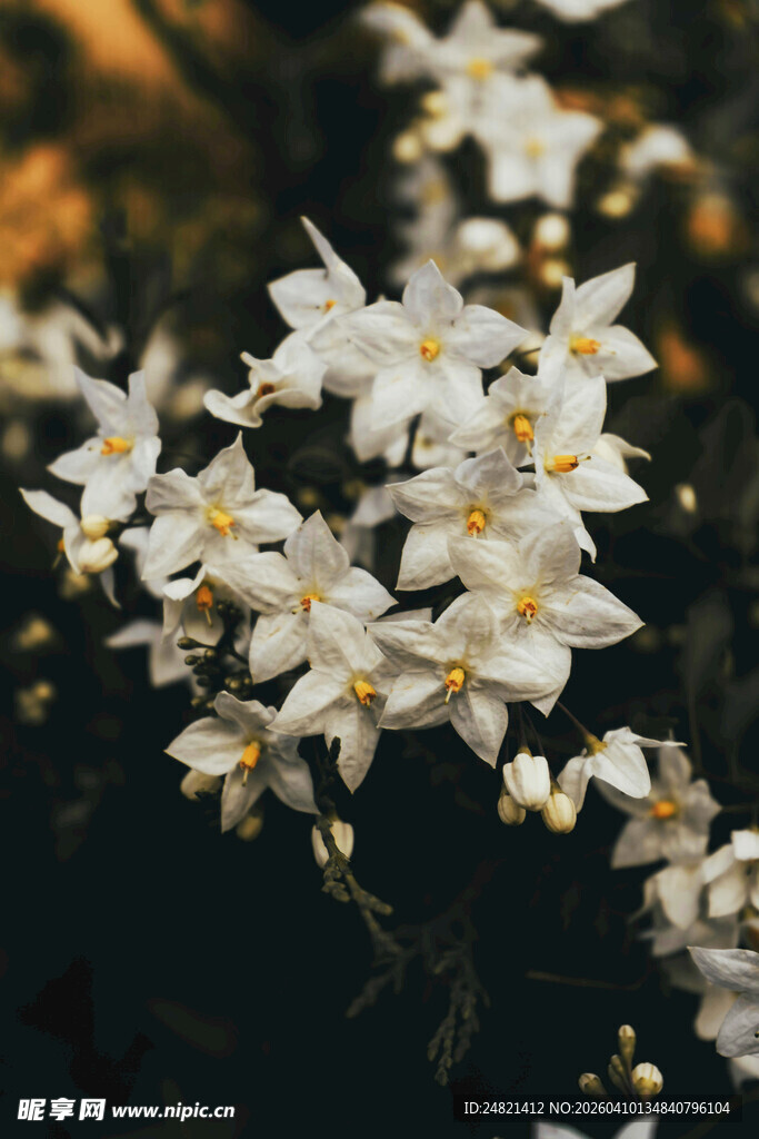 白色小花绽放