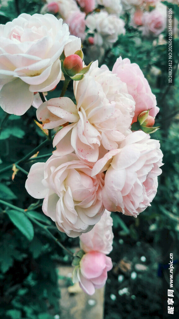 粉色娇艳玫瑰花束