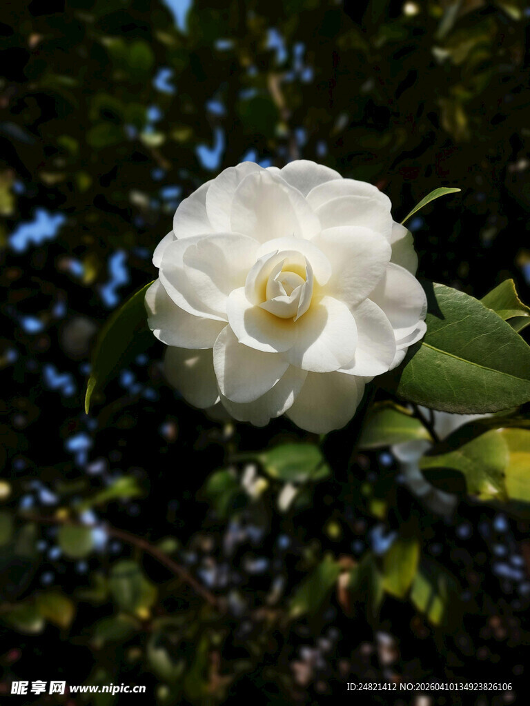 洁白山茶花绽放于绿叶间