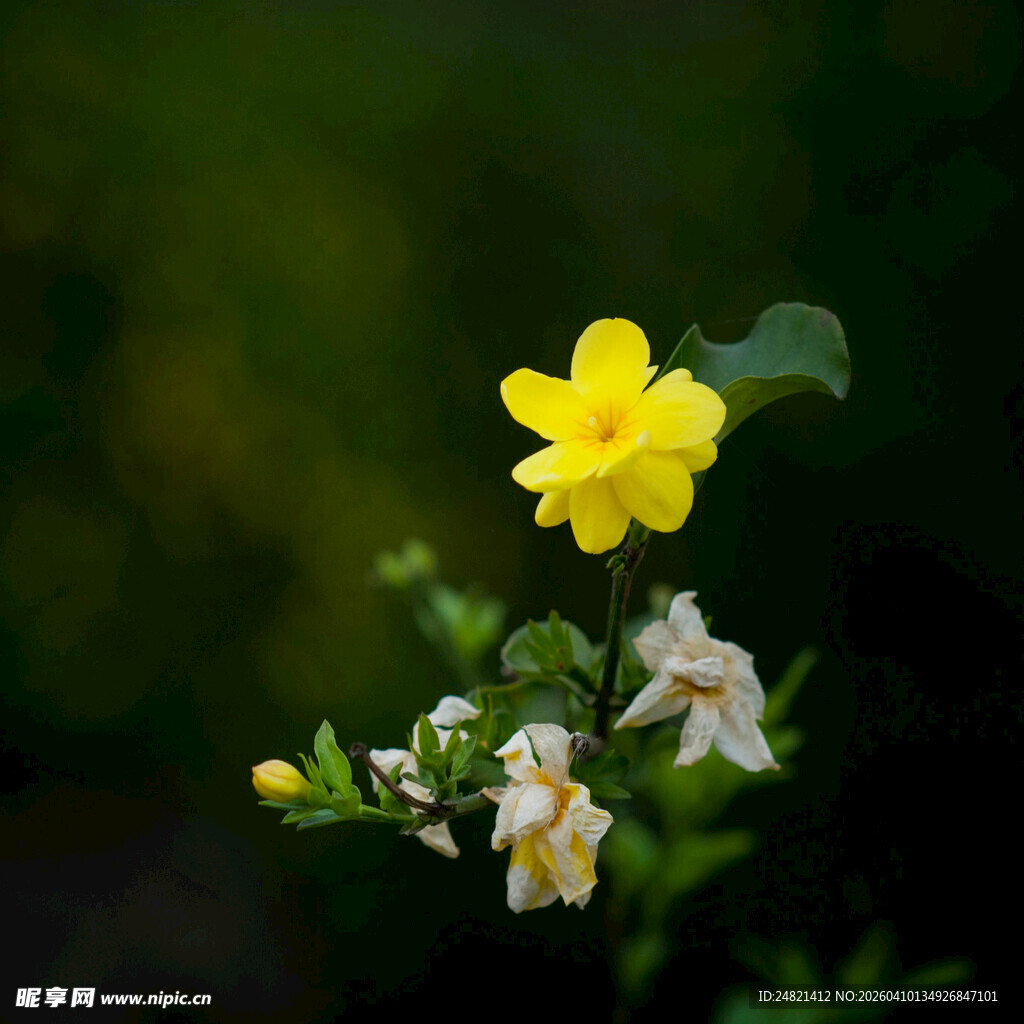 黄色小花与白色花朵同框