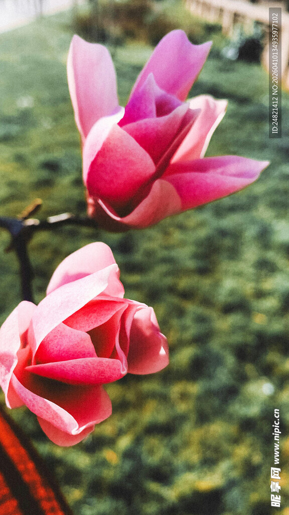 娇艳玉兰花绽放枝头