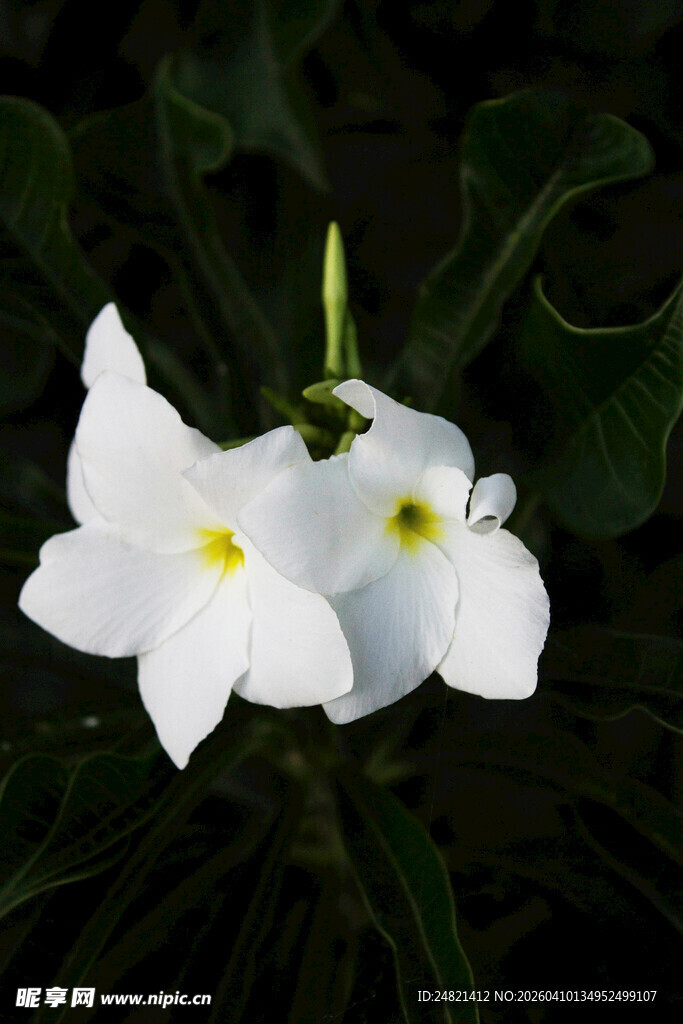 洁白双瓣花绽放