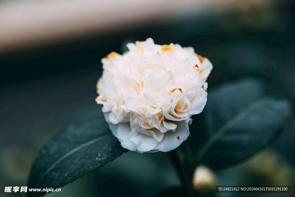 白色山茶花特写