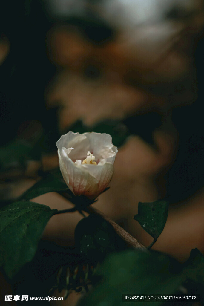 白色花朵特写