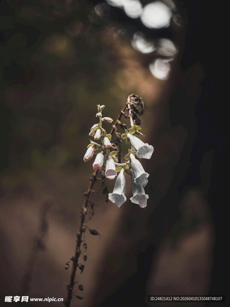 一枝素雅小花特写
