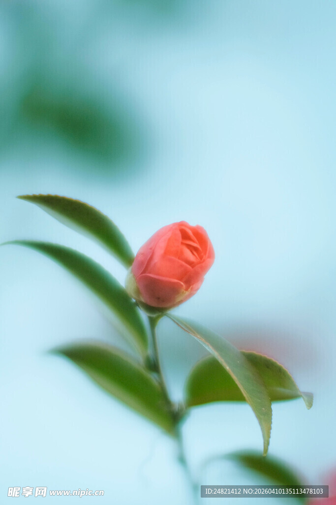 娇艳欲滴的红色花苞