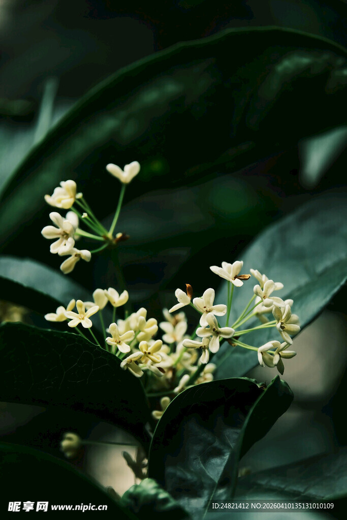 绿叶间的小白花绽放