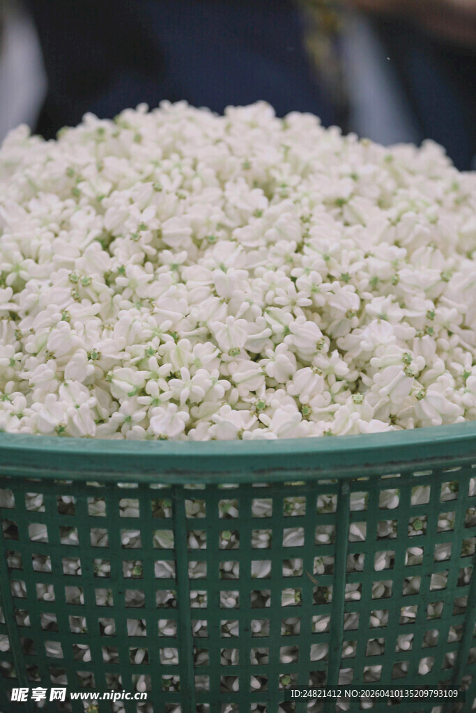 满满一筐白色花朵