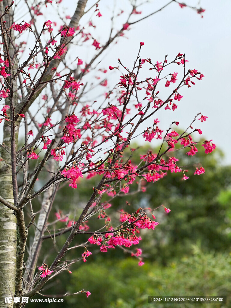 枝头绽放的娇艳粉色花朵