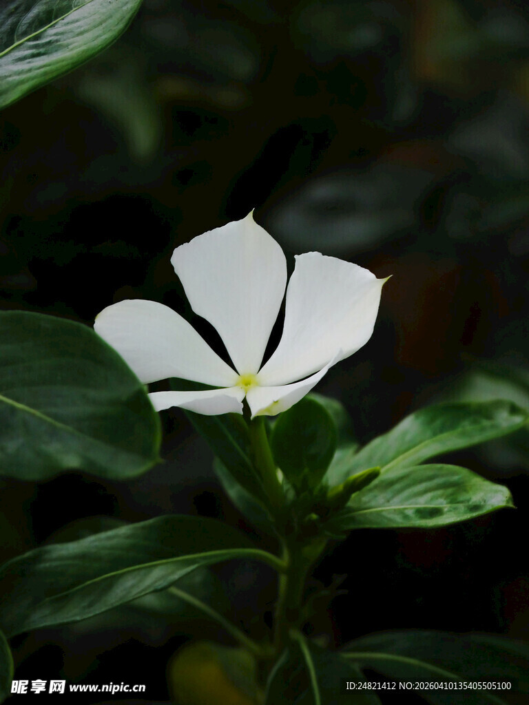 白色单瓣长春花特写