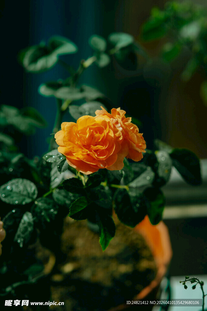 橙色娇艳玫瑰绿植相伴