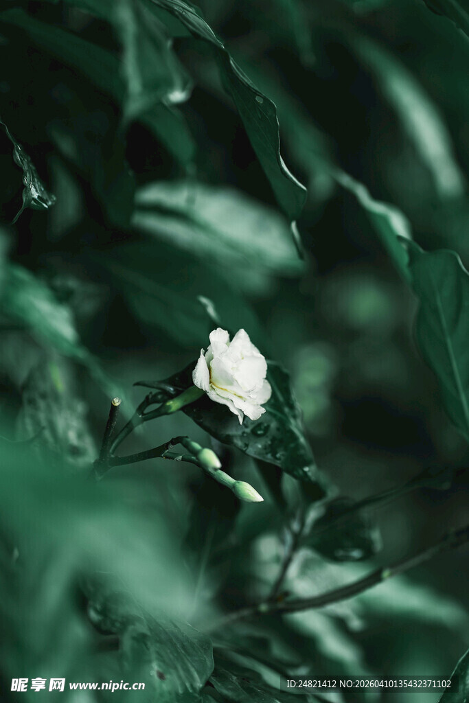 绿叶间的白色娇艳小花