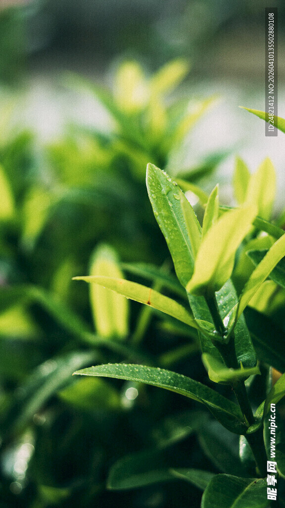 嫩绿叶片的清新植物