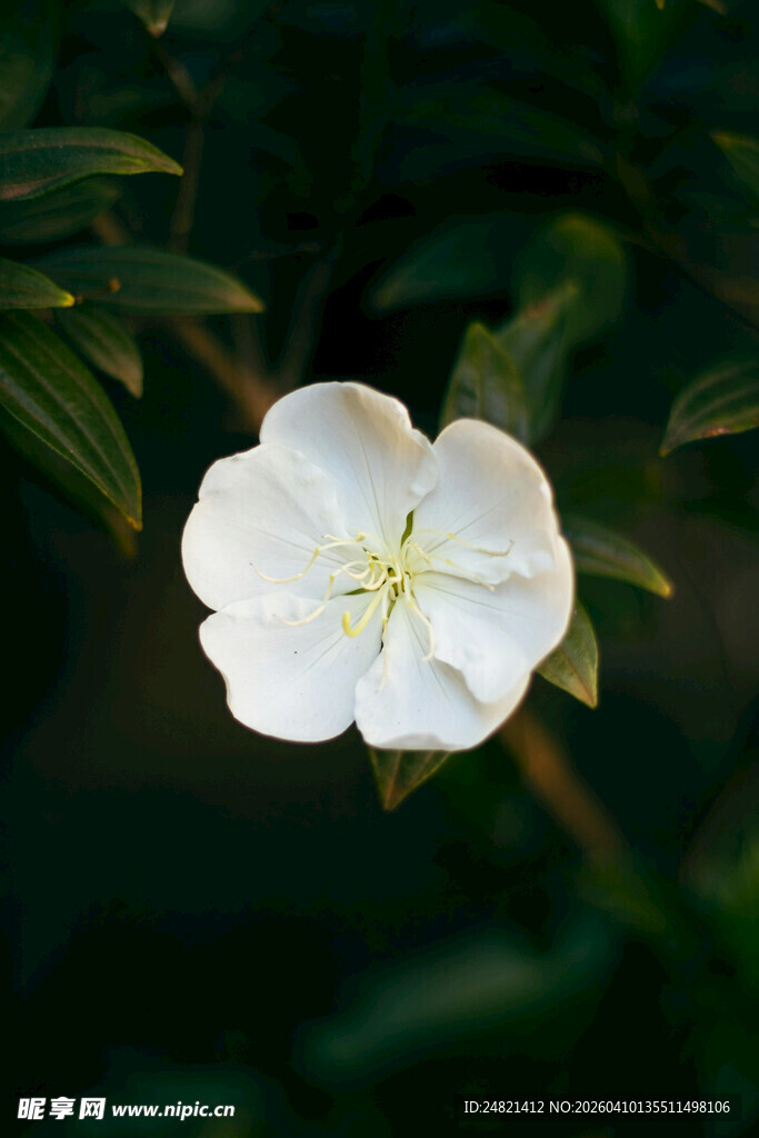 白色美丽月见草特写