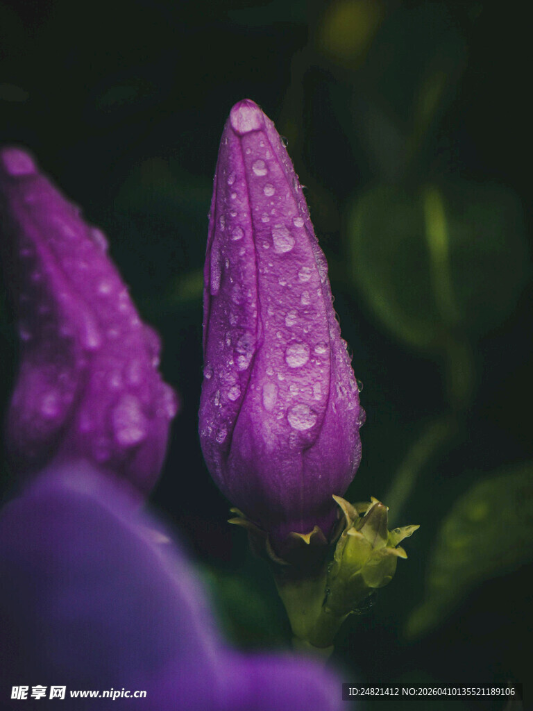 带水珠的紫色花苞
