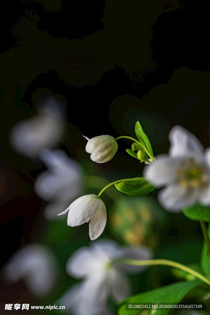 清新铃兰花特写