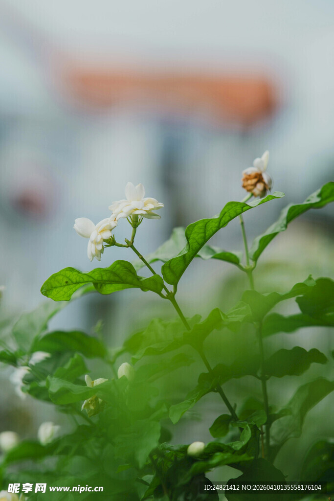 绿叶丛中绽放的白色小花
