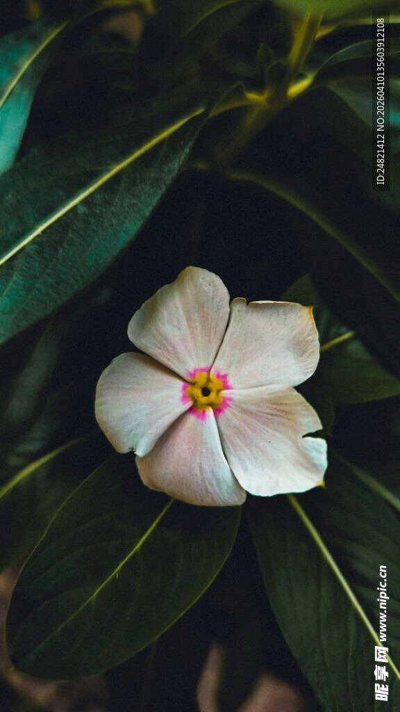 素雅鸡蛋花绽放绿叶间