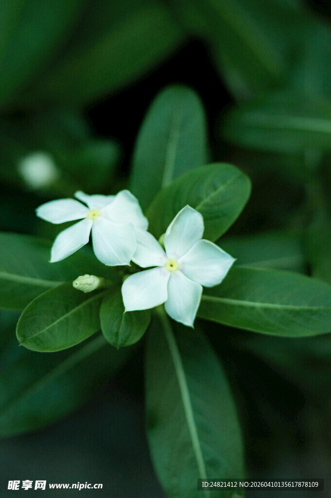 两朵白色长春花