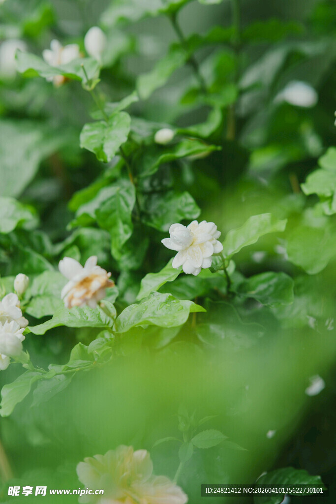 绿叶丛中绽放的白色小花