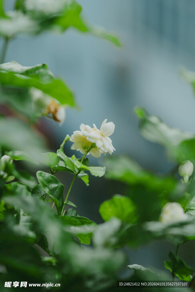 白色小花绽放于绿叶间