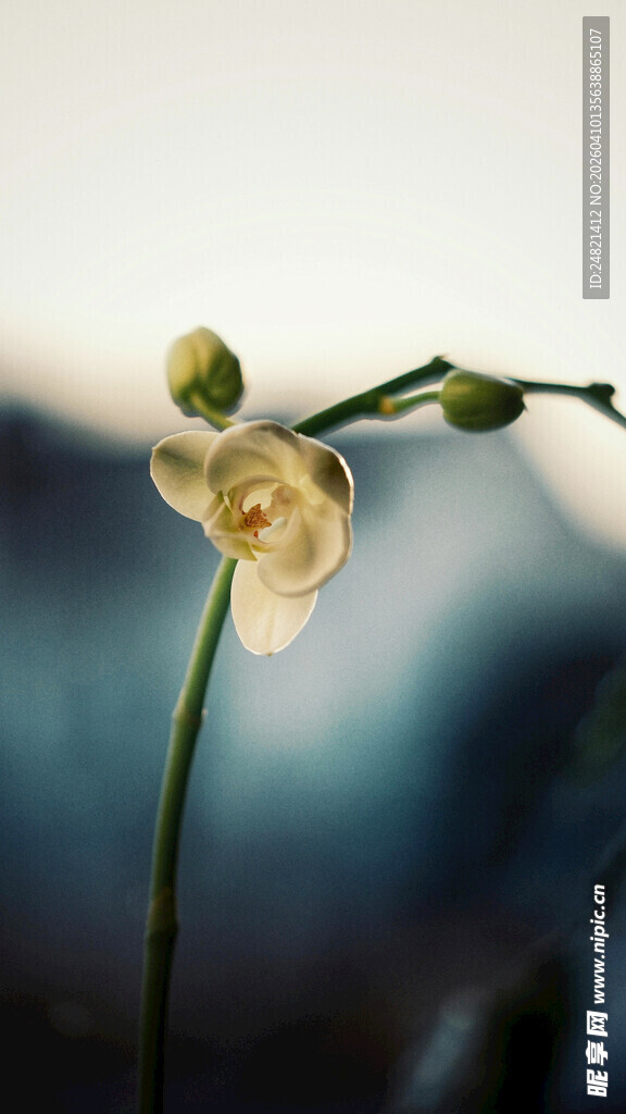 素雅兰花特写