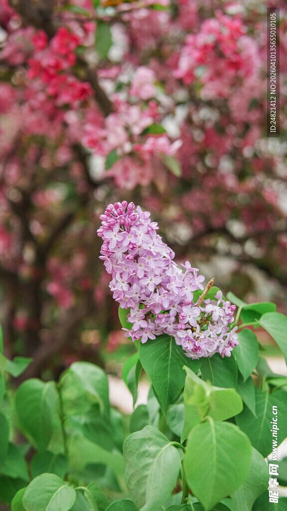 紫花绿叶间的烂漫春光