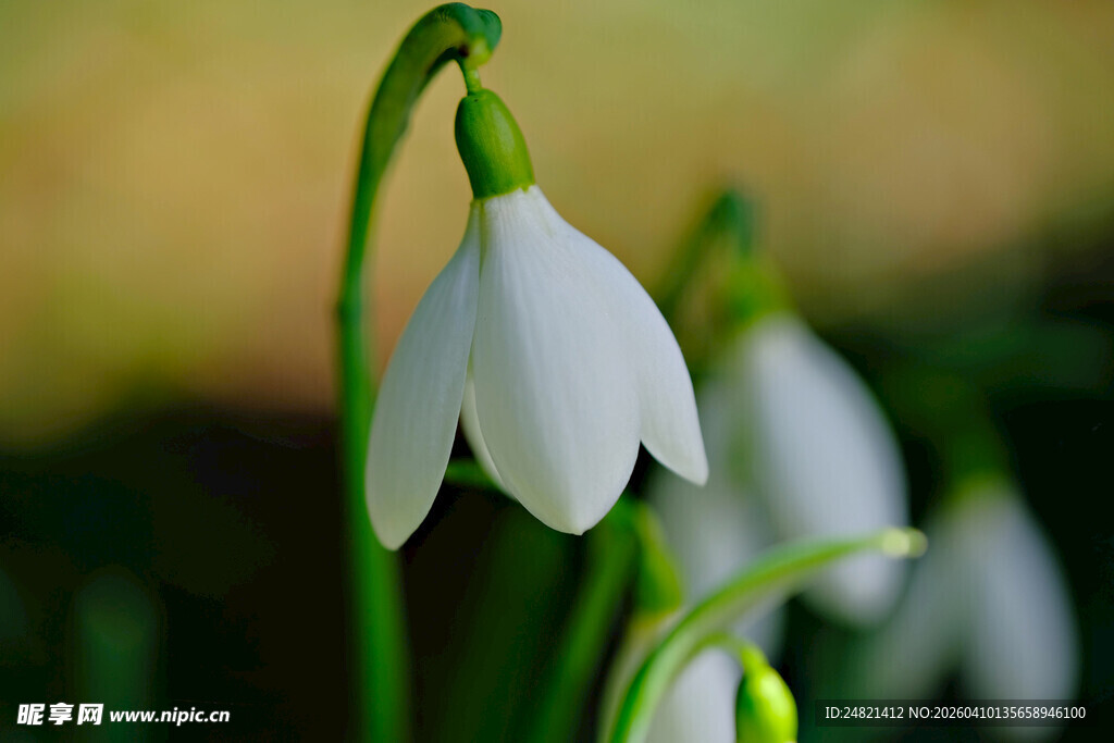 优雅雪滴花绽放