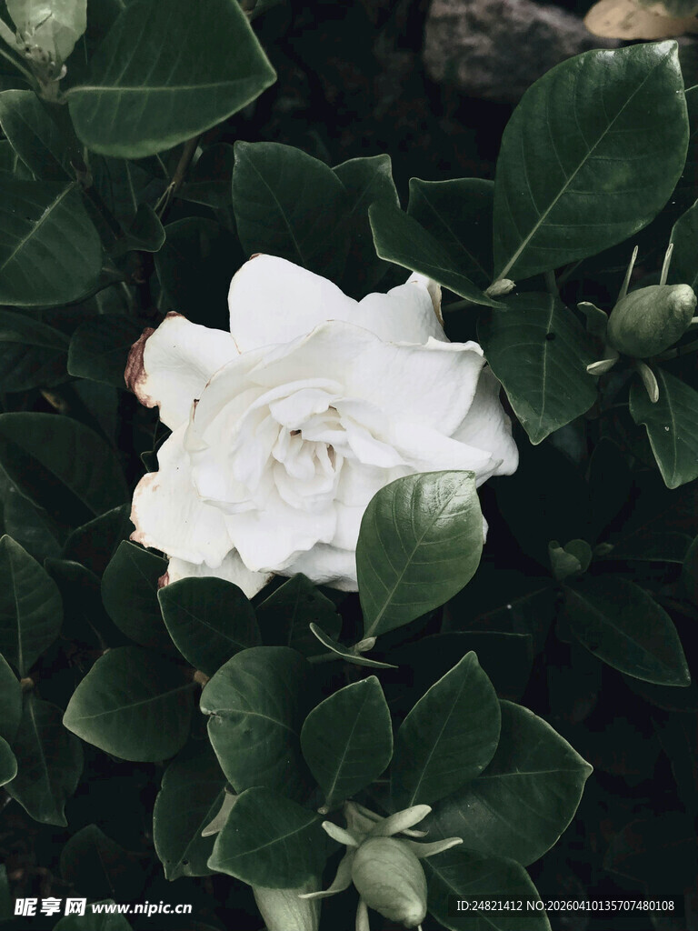 洁白山茶花绽放绿叶间