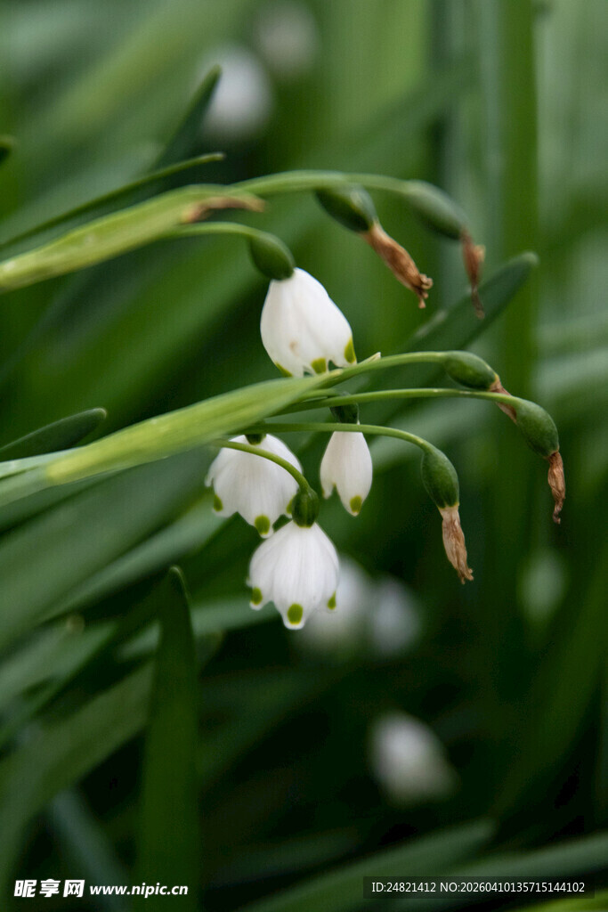 白色铃兰花绽放于绿叶间