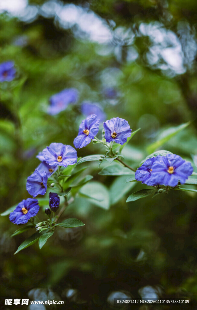 蓝紫色小花点缀绿叶间