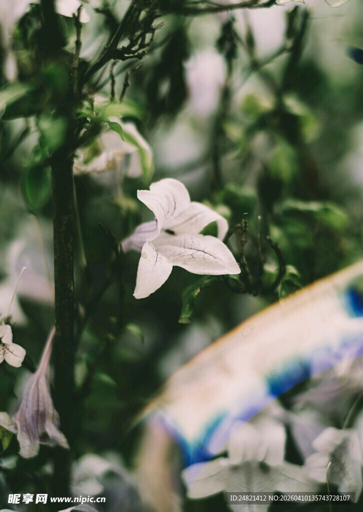 白色小花旁的彩色物件