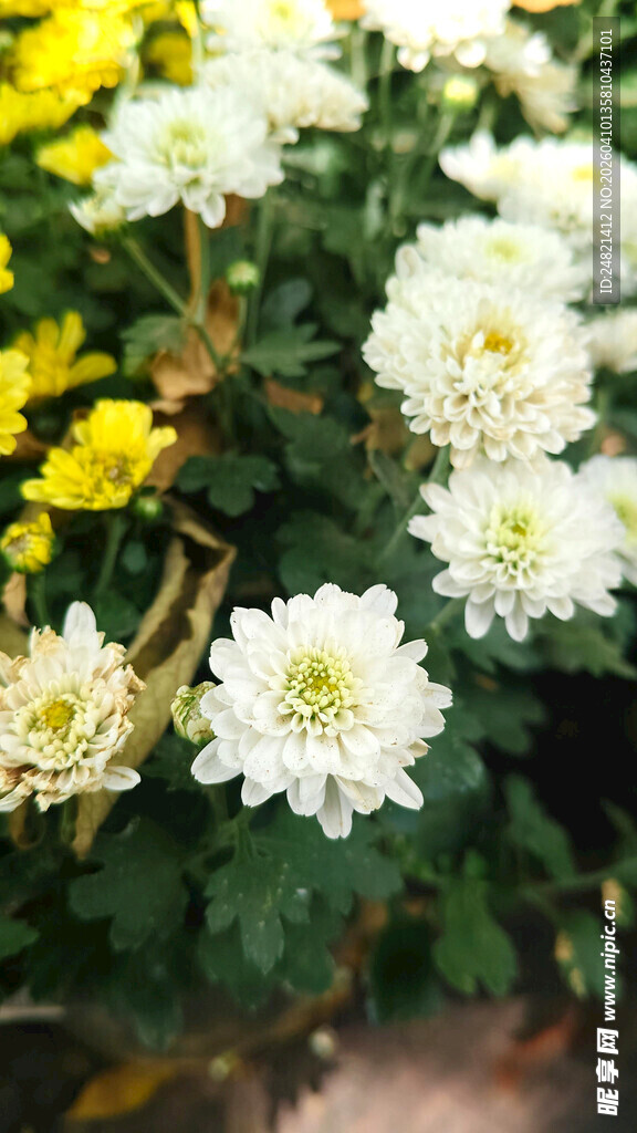 白色菊花绽放