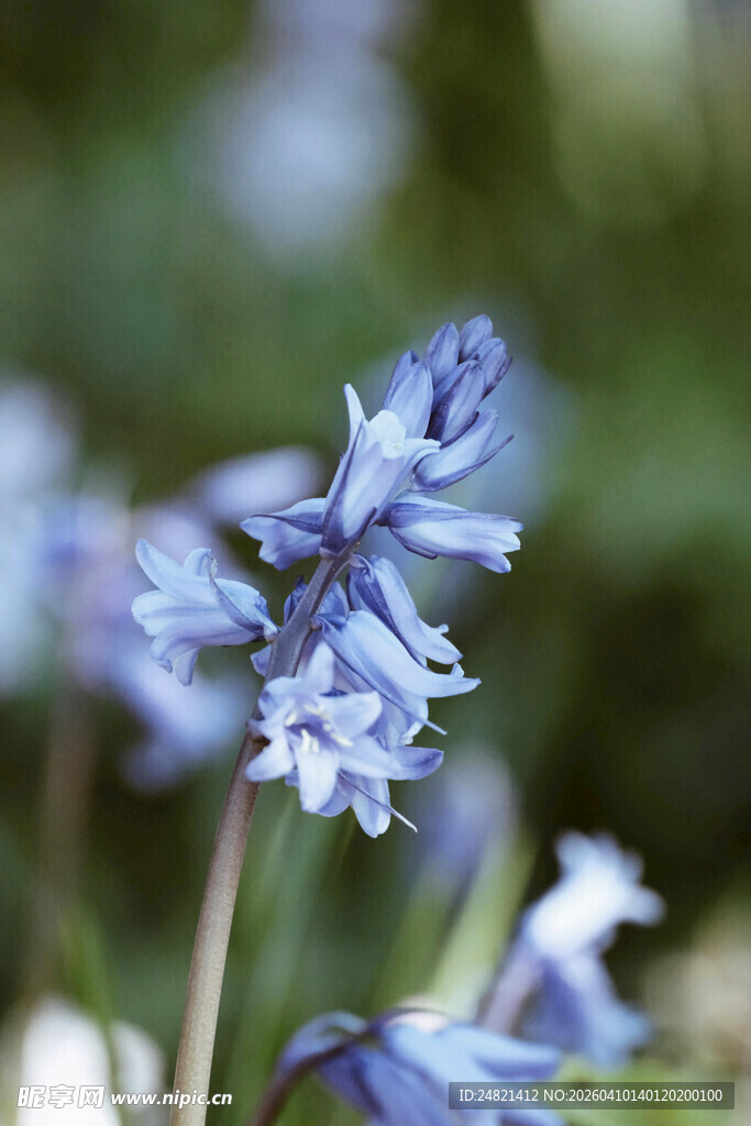 蓝铃花绽放的美丽瞬间