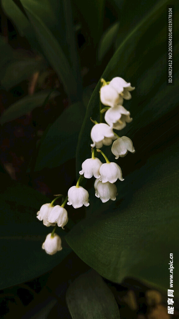 铃兰花特写
