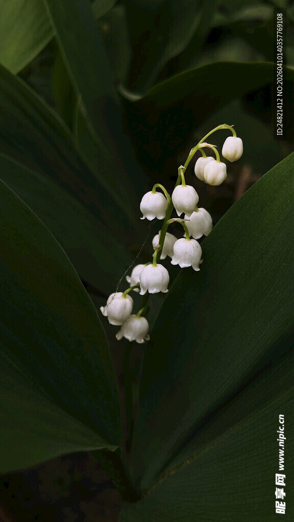 铃兰花枝特写