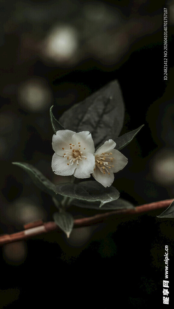 枝头素雅小白花